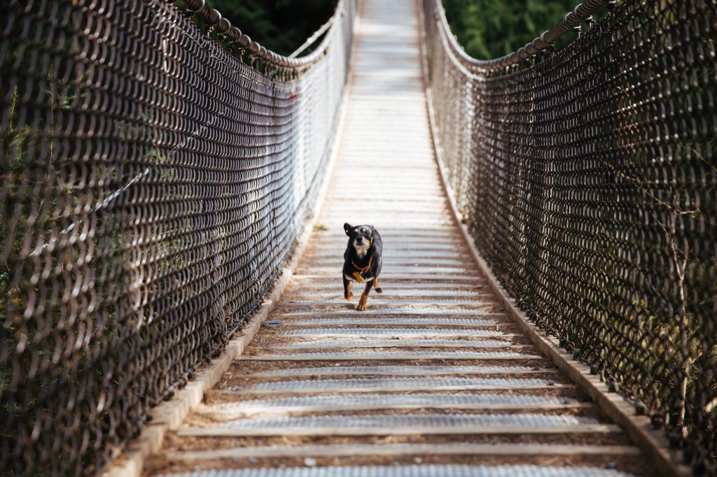 dog-runs-across-bridge_925x@2x